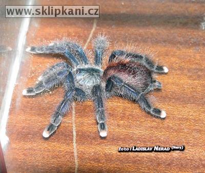 Avicularia-avicularia-avicularia